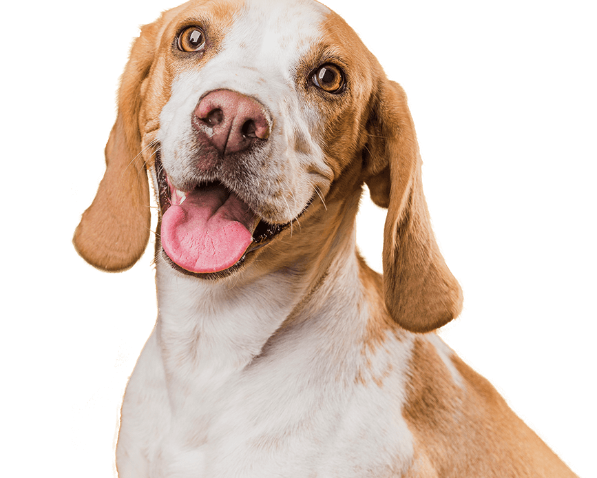 Happy dog with floppy ears looking cheerful.